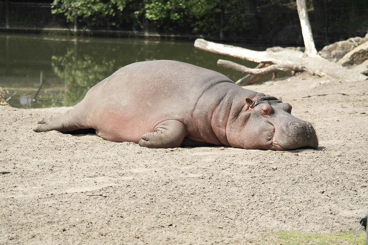 Flusspferd ruht sich aus